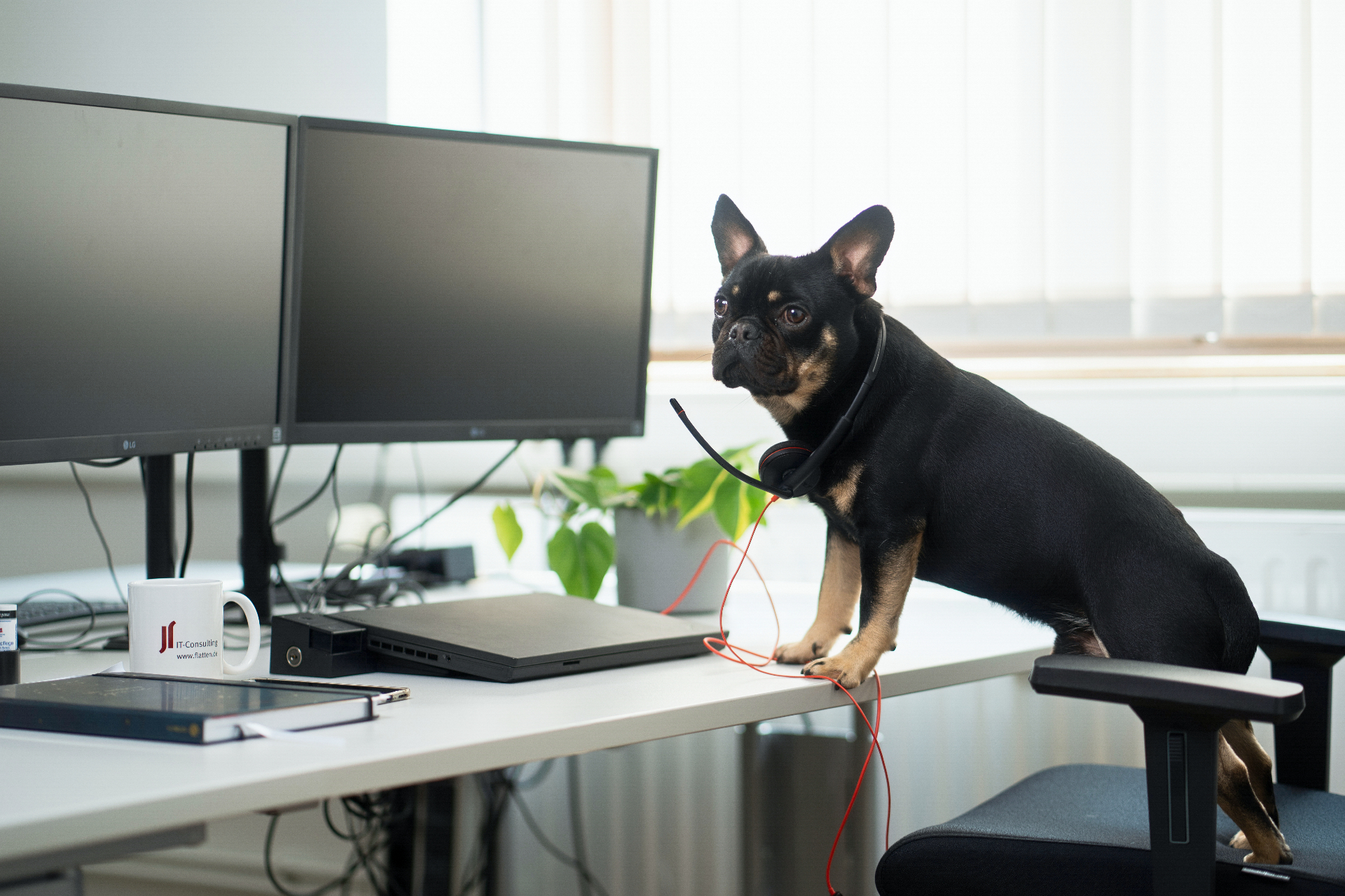 Bürohund mit Headset am Schreibtisch – Team-Kultur des IT-Consulting-Kunden